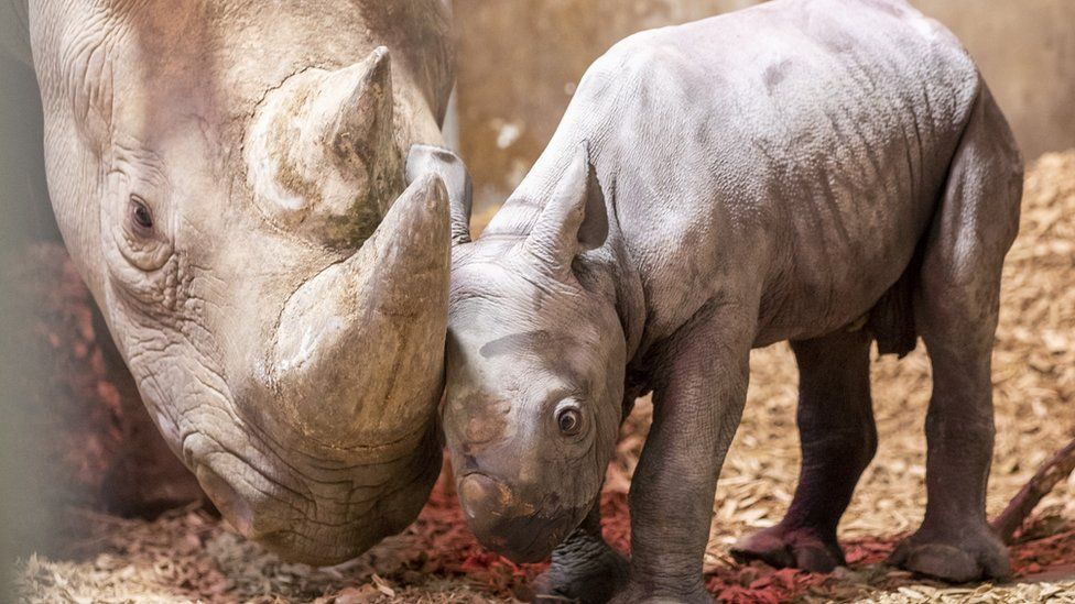 Dakima with the calf