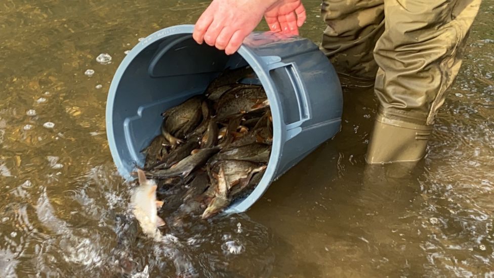 Thousands Of Fish Released To Restock Devon River - BBC News