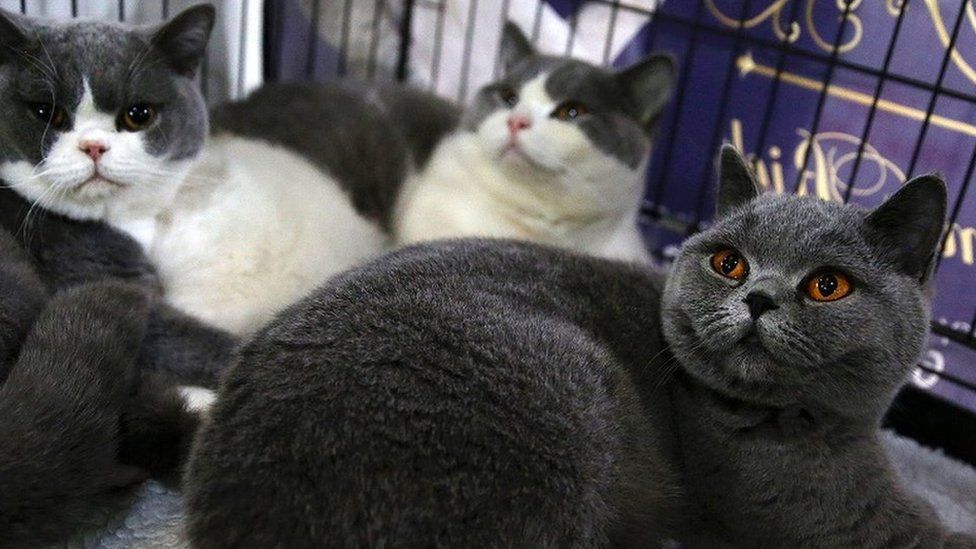 British short hair cats at show in Althens