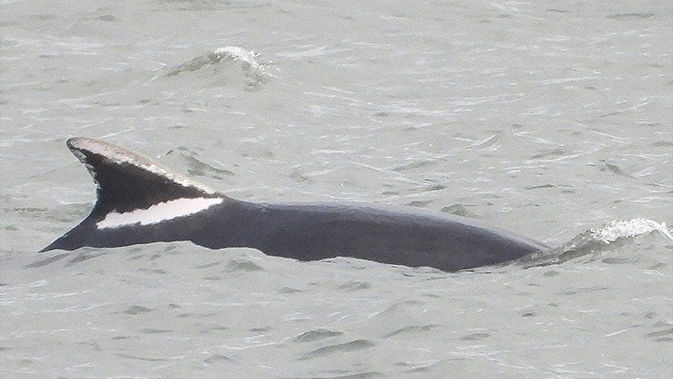 A bottlenose dolphin