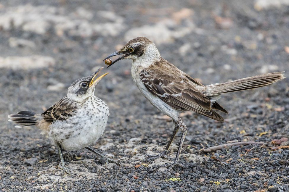 Galapagos mockingbird feeding its chick