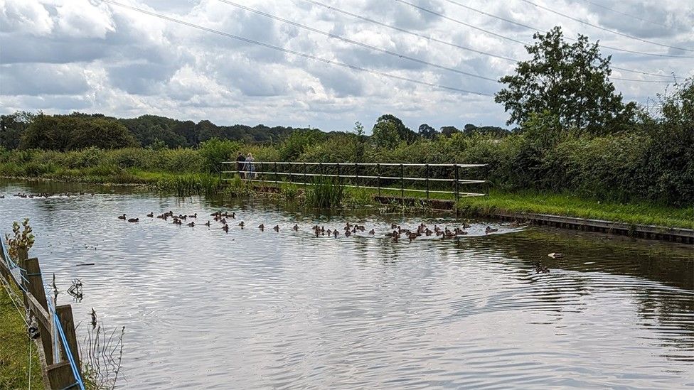 Ducks released into the Lancaster Canal