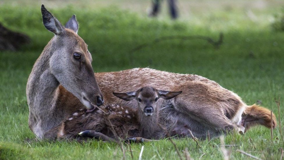 Mother any baby deer