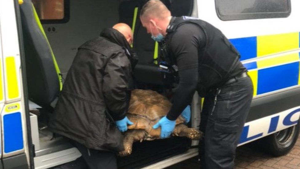 Tortoise being put in police van