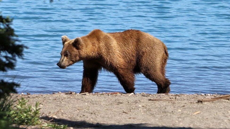 Тощий Медведь 901 на фото у воды в национальном парке Катмай на Аляске.