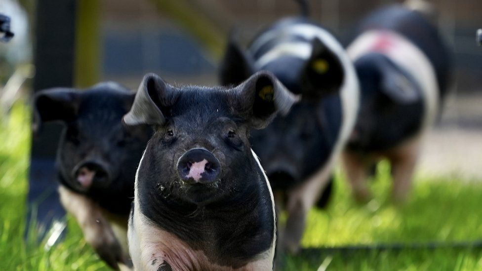 A group of small black and white pigs look at the camera from their pen at Avon Valley Country Park
