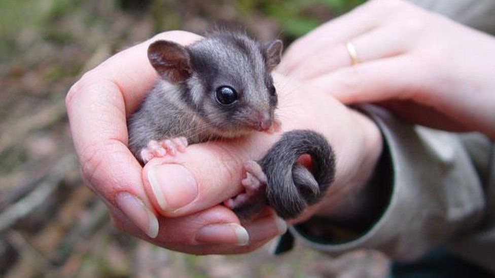 Australia's 'fairy possum' faces uncertain future - BBC News