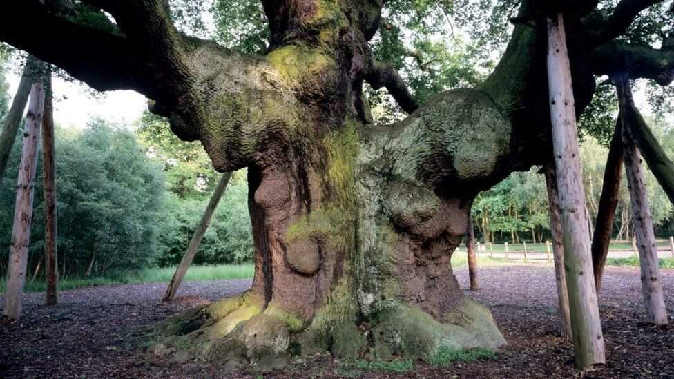 The Major Oak at Sherwood Forest