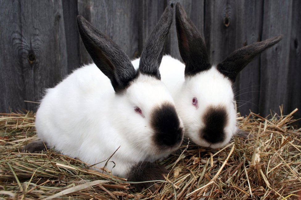 Meat rabbits for sale hotsell near me