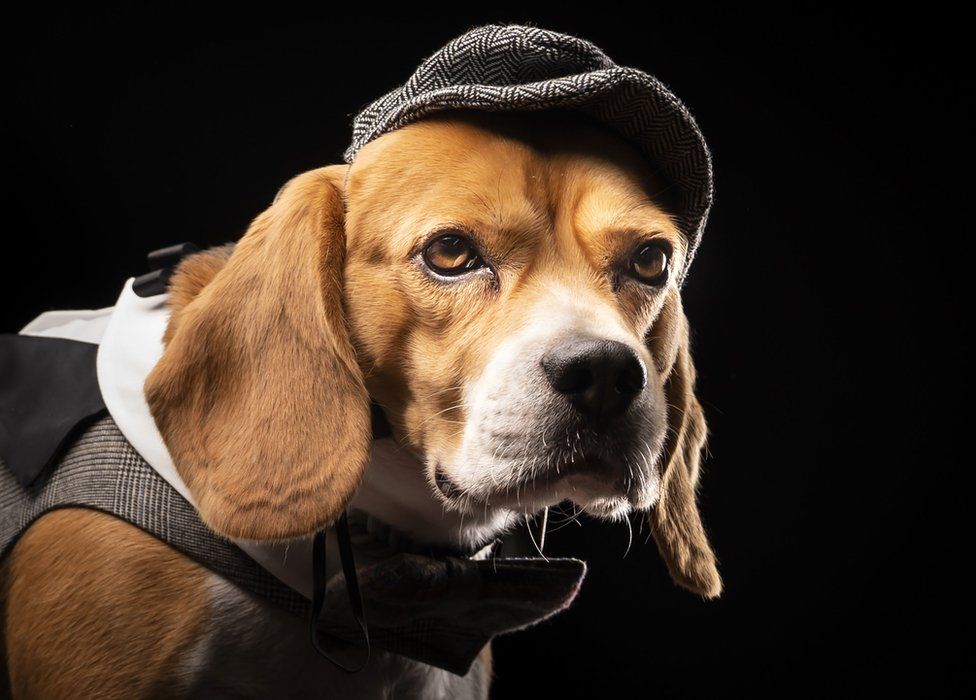 Dog dressed 2024 as sherlock holmes