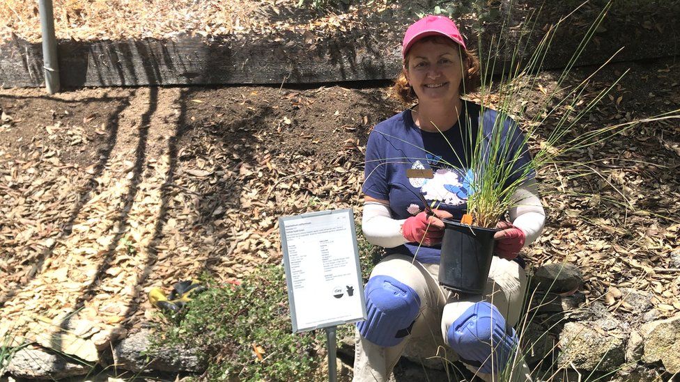 Lynne Toby works with groundcover alternatives at the Theodore Payne Foundation in Sun Valley, California