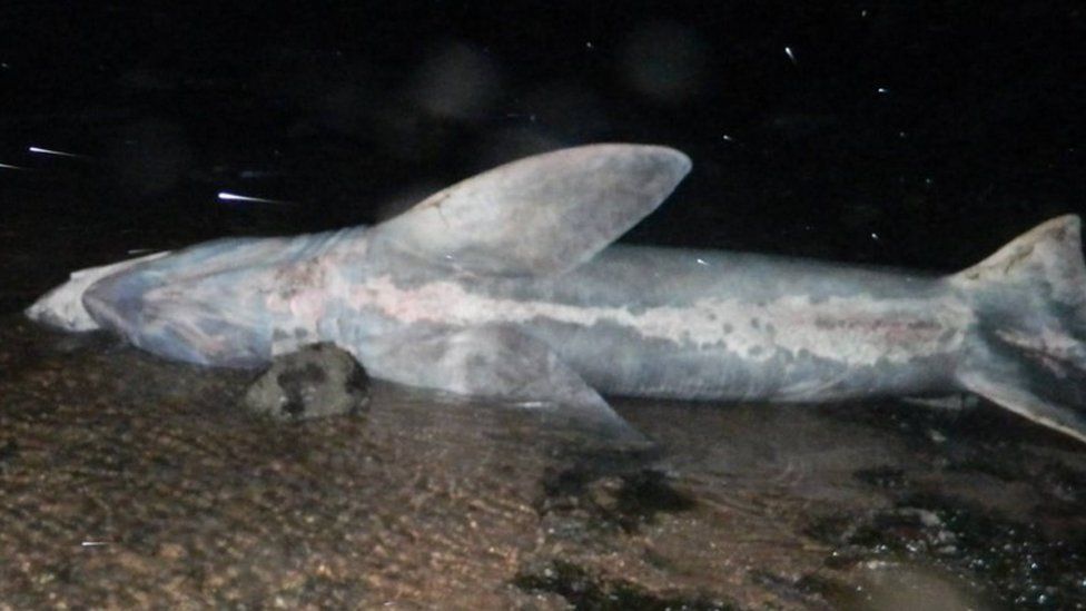 Dead 15ft Basking Shark Washes Up In Scotland Bbc News 4713