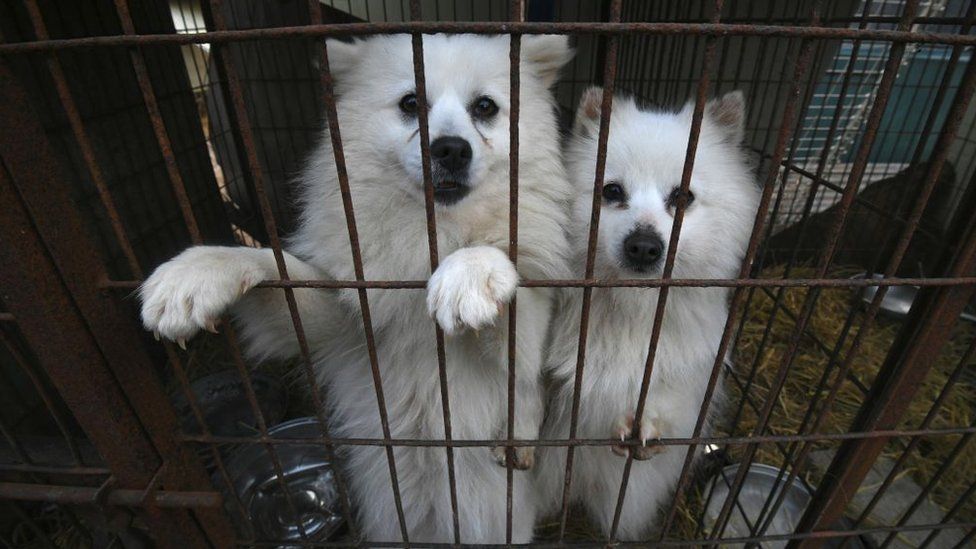 Dogs look out of a cage at a dog farm during a rescue event