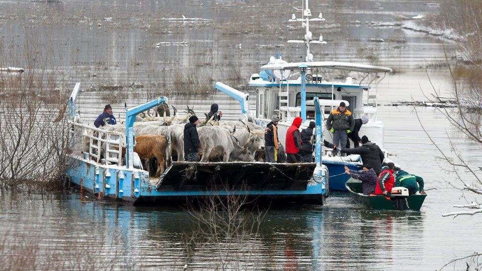 Boeren vervoeren koeien van het overstroomde riviereiland