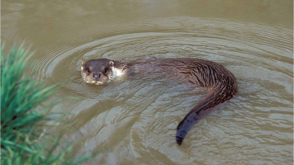 Otter in a British waterway