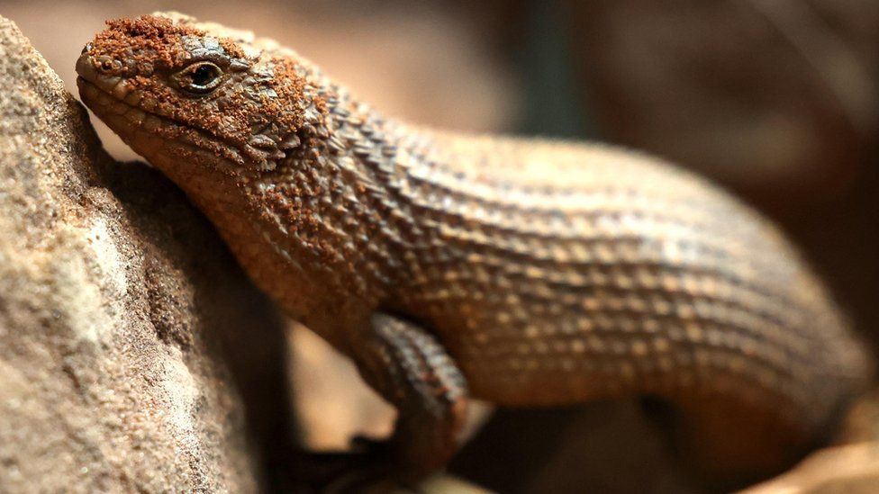 A gidgee spiny tailed skink