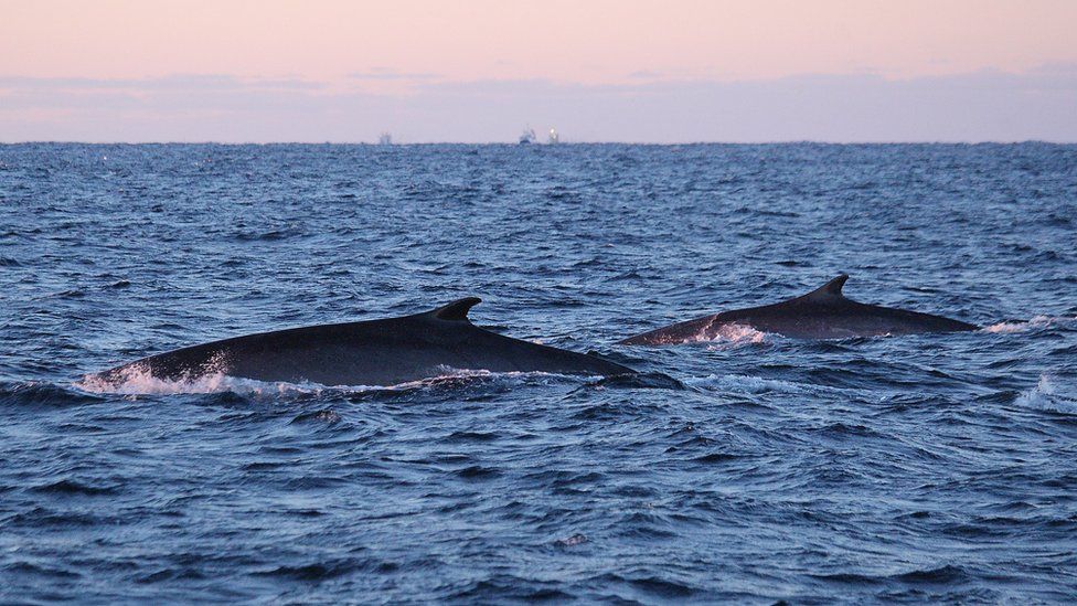 Large group of rare fin whales spotted in Antarctic - BBC Newsround