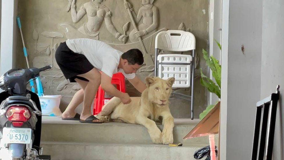 A lion is seen in Phnom Penh, Cambodia