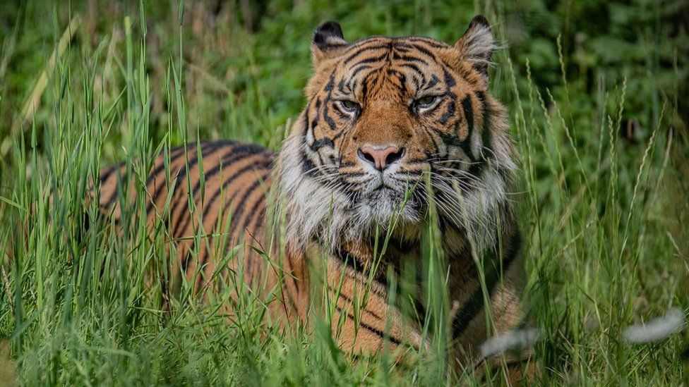Chester Zoo tiger cubs' birth vital to saving species - experts - BBC News