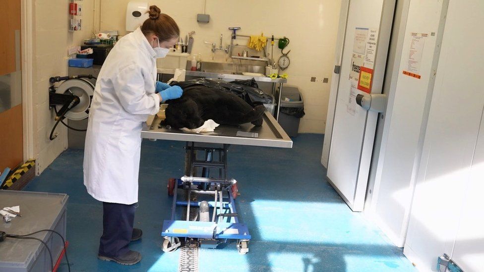 Chester Zoo vet Gabby Drake prepares to take tissue from Goshi, the female jaguar that was found dead in her enclosure