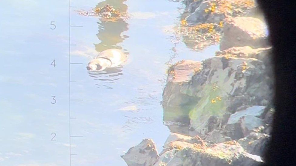 Warning to stay away from seals stranded on Jersey beaches - BBC News