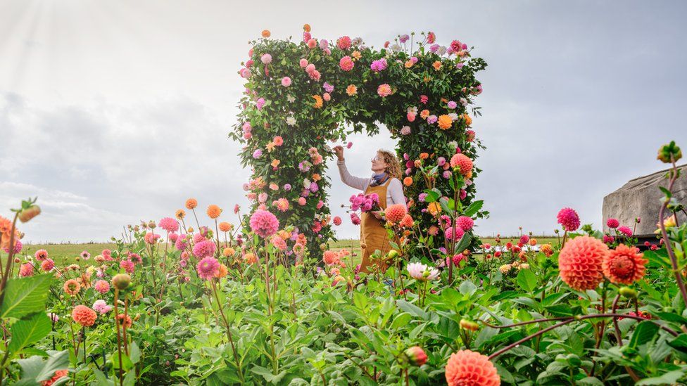 A display of dahlia flowers in pinks and oranges with a woman arranging some in an archway.