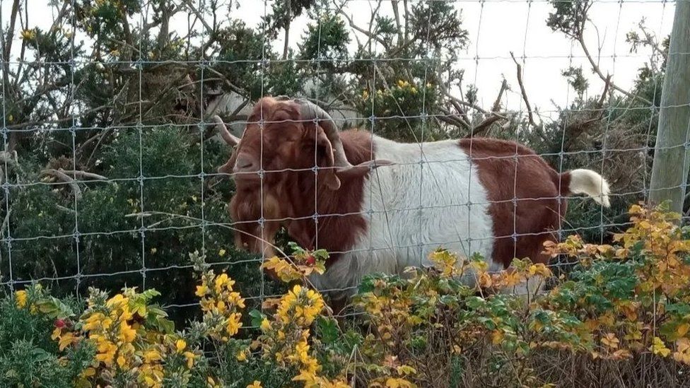 Goat in enclosure