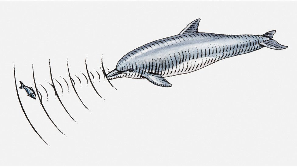 Can people use echolocation like bats to help 'see' things? BBC Newsround