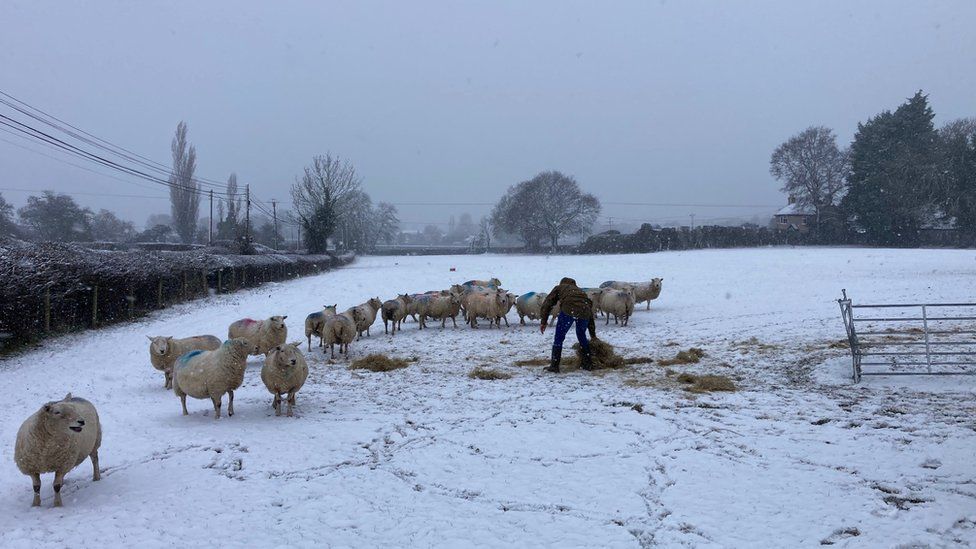 Sheep in snow