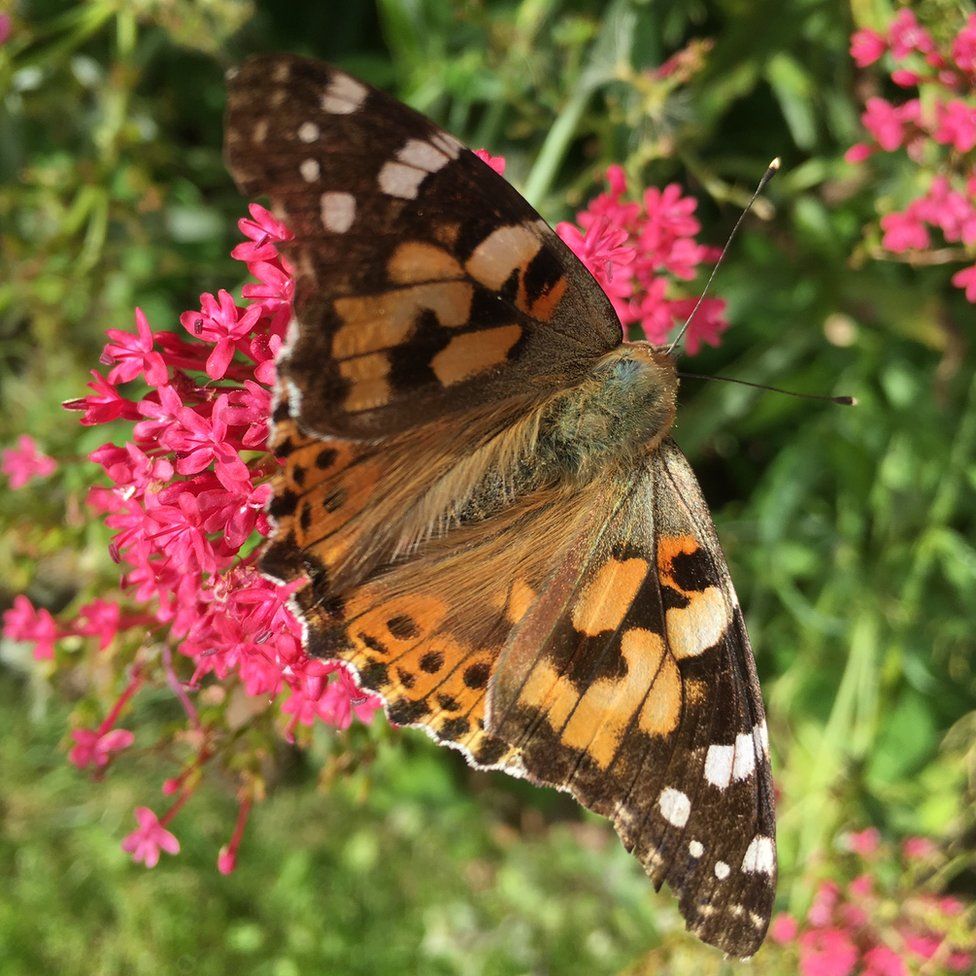 A painted lady butterfly on top of a flower.