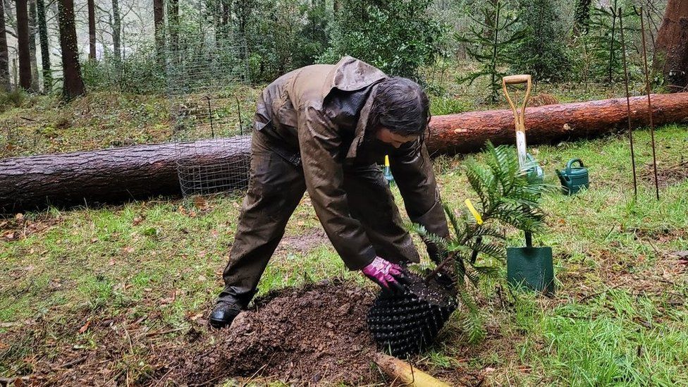 Tom King planting the sixth Wollemia pine sapling