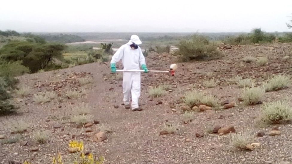 Man spraying area with locusts