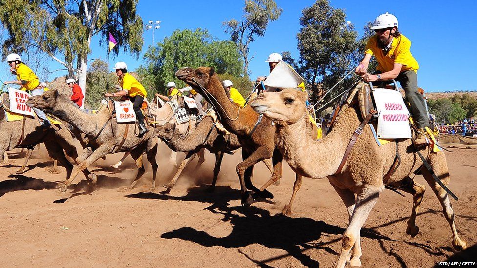 Competitors jostle for position during the 2011 Camel Cup camel racing event at Alice Springs