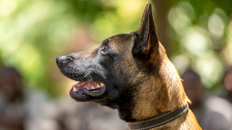 A Malinois dog with its ears pricked to attention in Arusha, Tanzania
