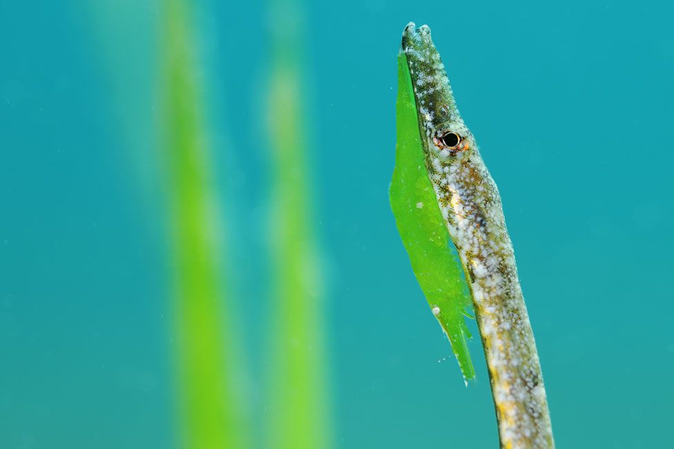 A seagrass shrimp and a seagrass pipefish