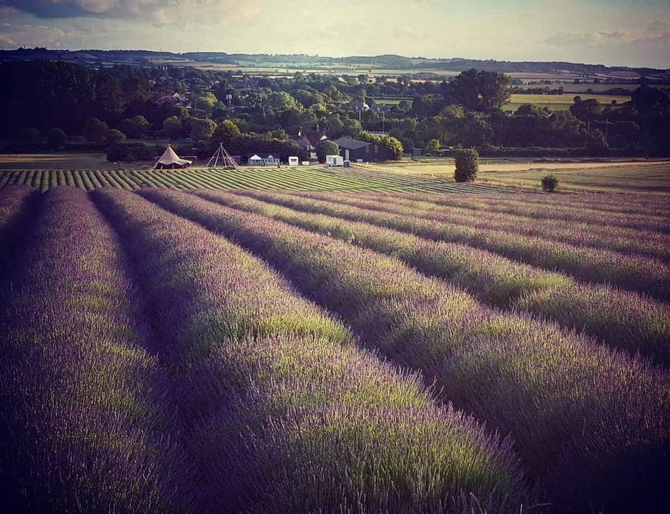 Hitchin Lavender