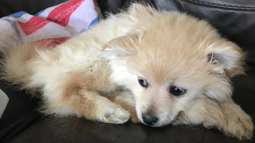 Pomeranian Puppy Found Buried Alive In Leyland Field - Bbc News