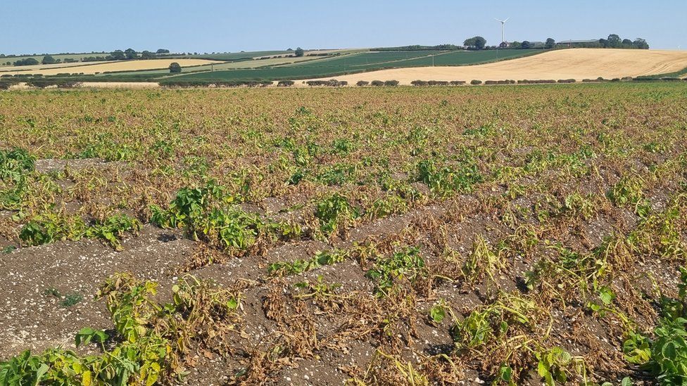 A field of ruined potato crop in North Yorkshire