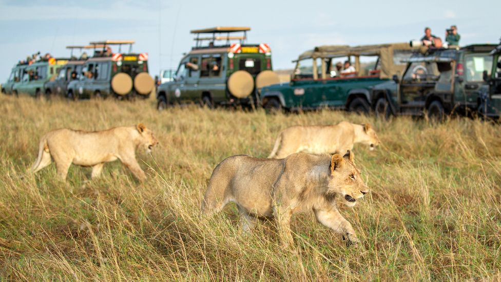 Maasai Mara Safari Overcrowding Stresses Kenyan Wildlife BBC News    120803979 Gettyimages 952005708 976 