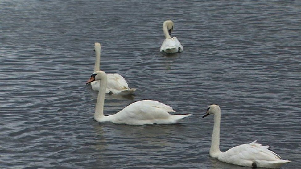 Swans by the River Tees