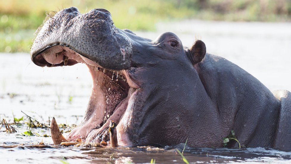 Hippos can recognise their friends' voices - BBC News
