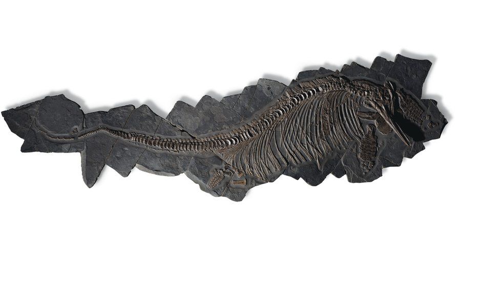 The largest ichthyosaur ever sold at auction