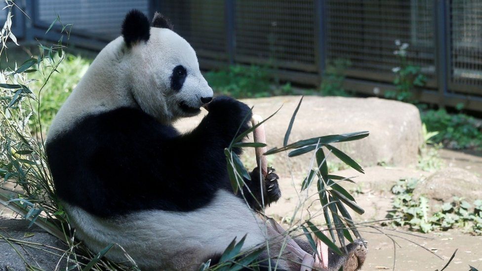 Image shows the giant panda Shin Shin