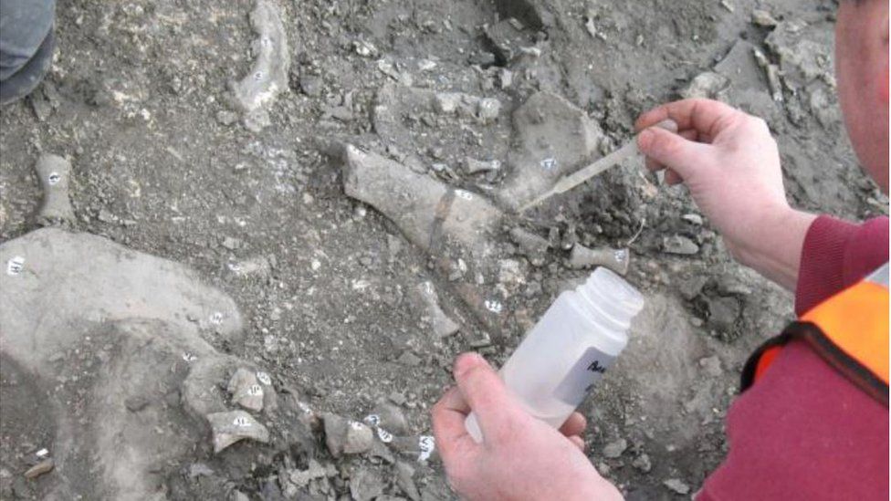 Excavation of plesiosaur bones at Must Farm quarry