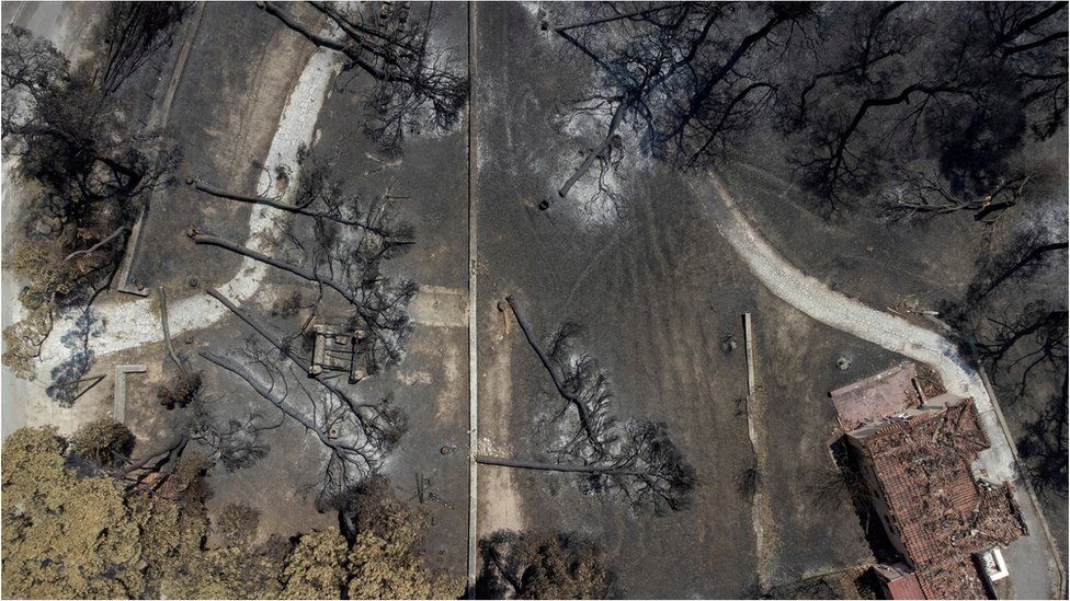 Πεσμένα απανθρακωμένα δέντρα φαίνονται μετά από μια πυρκαγιά στο χωριό Ροβιές στο νησί της Εύβοιας, Ελλάδα, 12 Αυγούστου 2021