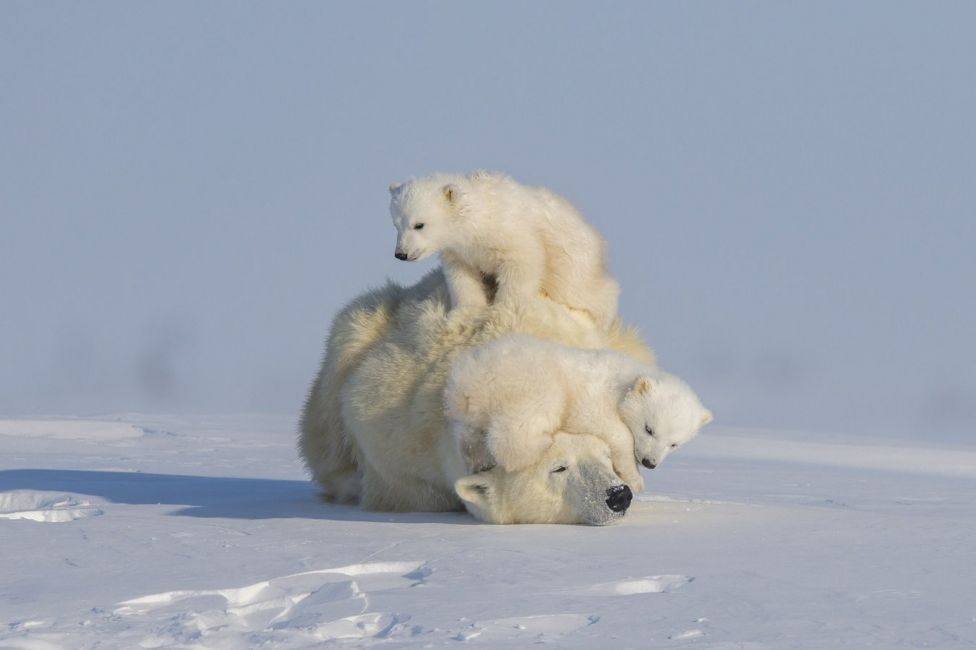 Global Photography Project Highlights Endangered Wildlife - Bbc Newsround