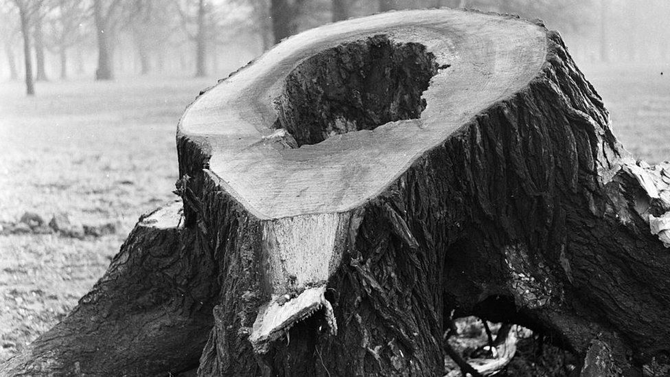 An elm tree apparently killed by Dutch elm disease