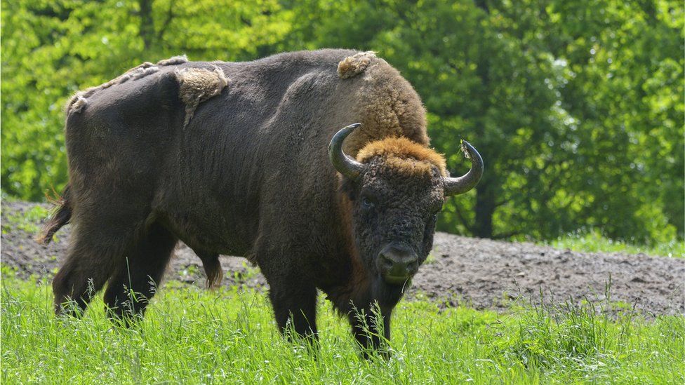 european-bison