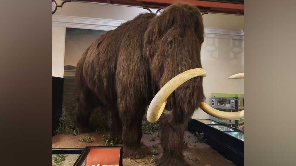 Mammoth at Ipswich Museum