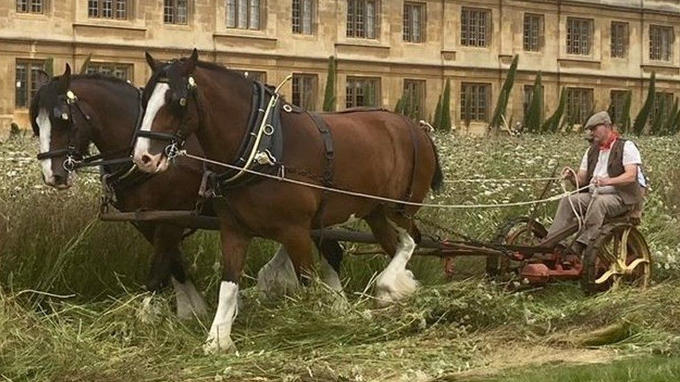 Shire horses at King's College